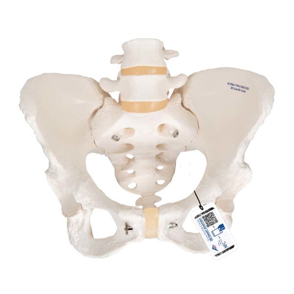 3B Scientific A70/6 Osso Sacro Con Coccige, Modello Anatomico Umano Con Software 3B Smart Anatomy Incluso